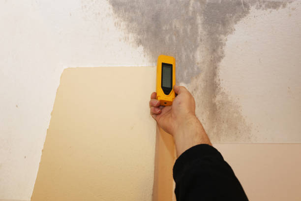 Best Attic Mold Removal  in Hayward, WI