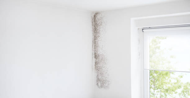 Best Mold Odor Removal Services  in Hayward, WI